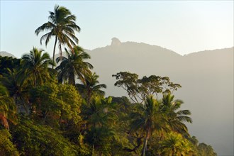 Coastal rainforest of Brazil's Costa Verde with Mt Pico do Papagaio