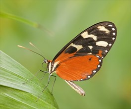 Ismenius Tiger or Tiger Heliconian (Heliconius ismenius)