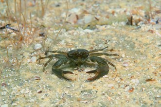Long-clawed Porcelain Crab (Pisidia longimana)