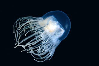 Clinging Jellyfish (Gonionemus vertens)