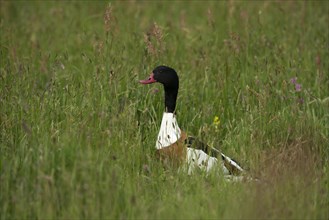 Common Shelduck (Tadorna tTadorna)