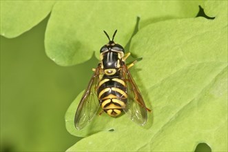 Chrysotoxum fasciatum hover fly (Chrysotoxum fasciatum)