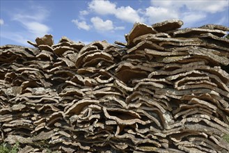 Stacked bark of the Cork Oak (Quercus suber)