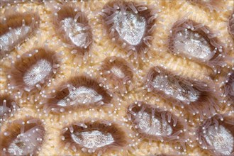 Open polyps of a nocturnal stony coral (Hexacorallia)