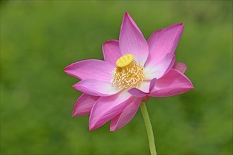 Indian Lotus (Nelumbo nucifera)