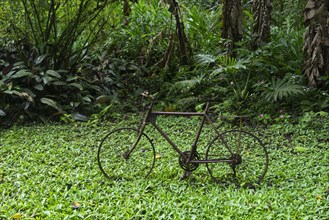 Rusting bicycle amidst a rainforest vegetation