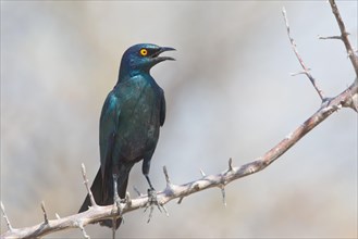 Cape Starling (Lamprotornis nitens) sitting on a twig