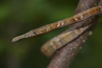 Leaf-nosed Snake (Langaha madagaskariensis)