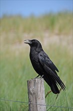 Rook (Corvus frugilegus) perched on a pole