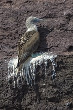 Galapagos Blue-footed Booby (Sula nebouxii excisa)