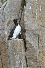 Thick-billed Murre (Uria aalge)