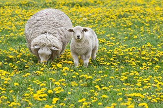 Sheep (Ovis orientalis aries) with lamb feeding in dandelion meadow