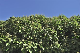 Flowering Ivy hedge (Hedera helix)