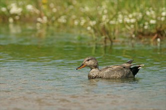 Gadwall (Anas strepera)