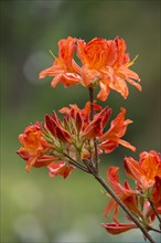 Azalea (Rhododendron)