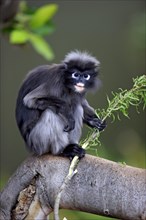 Dusky Leaf Monkey or Southern Langur (Trachypithecus obscurus)