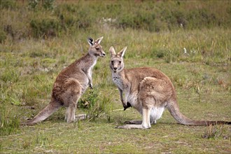 Eastern Grey kangaroos (Macropus giganteus)
