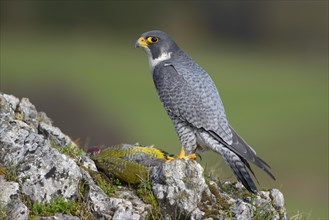 Peregrine Falcon (Falco peregrinus) on plucking spot with Green Woodpecker prey