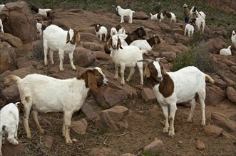 Herd of Boer Goats