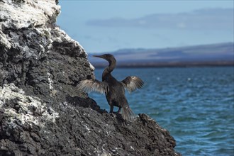 Flightless Cormorant (Phalacrocorax harrisi)