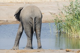 African Elephant (Loxodonta africana) at the Chudop waterhole