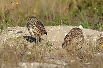 Burrowing owls (Athene cunicularia) adult