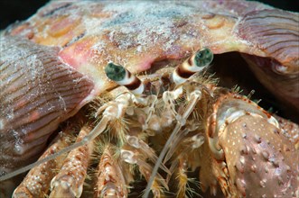 Anemone Hermit Crab (Dardanus tinctor)