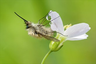 Greater Bee Fly (Bombylius major) feeding on a Cuckoo Flower or Lady's Smock (Cardamine pratensis)