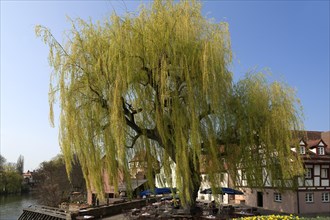 Large Weeping Willow (Salix x sepulcralis)