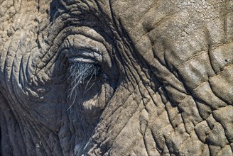 African Elephant (Loxodonta africana)