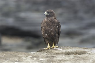 Galapagos Hawk (Buteo galapagoensis)