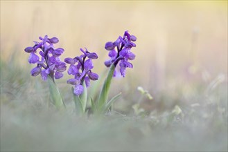 Green-winged Meadow Orchids or Green-winged Orchids (Orchis morio) growing on a dry slope