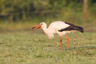 White Stork (Ciconia ciconia) with captured vole
