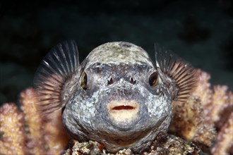 Masked puffer (Arothron diadematus) on coral