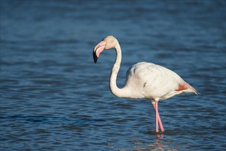 Flamingo (Phoenicopteridae)