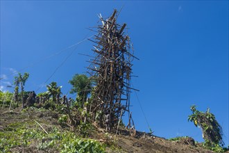 Bamboo tower for Pentecost land diving