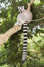 Ring-tailed Lemur (Lemur catta) in a tree