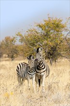 Two Plains Zebras or Burchell's Zebras (Equus quagga burchelli)