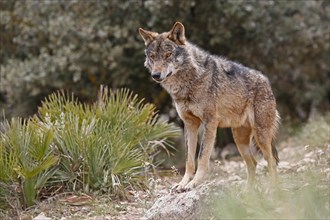 Iberian Wolf (Canis lupus lupus)