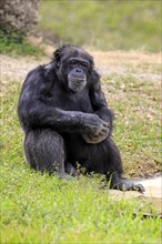 Chimpanzee (Pan troglodytes troglodytes)