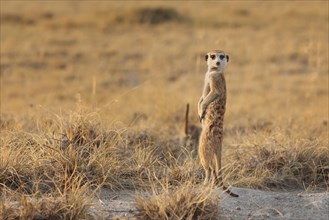 Meerkat (Suricata suricatta) standing on hindlegs