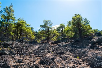 Lava-covered slope overgrown with a pine forest