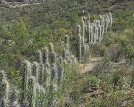 Copao Cactus (Eulychnia acida Phil.)