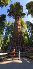 Giant sequoia General Sherman (Sequoiadendron giganteum)