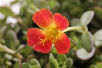 Moss-rose Purslane (Portulaca grandiflora)