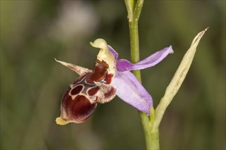 Woodcock Bee-orchid (Ophrys scolopax ssp. cornuta)