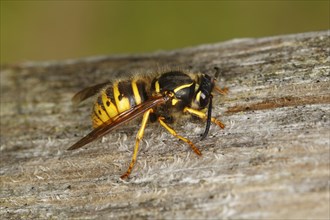 European wasp (Vespula germanica) rasping wood