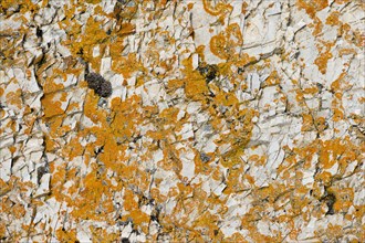 Lichen (Caloplaca) on rock