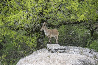 Spanish Ibex (Capra pyrenaica hispanica)