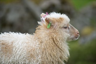 Lamb with and ear tag
